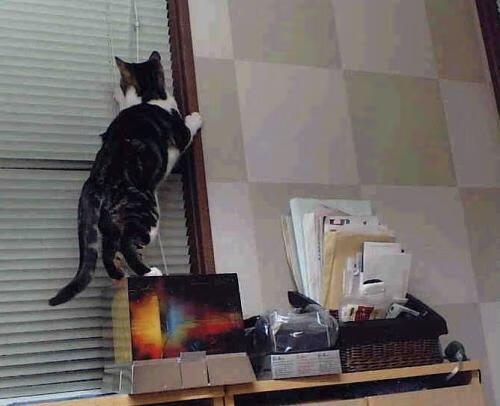 CBA联盟聚焦青少年篮球人才培养模式创新，青少年篮球后备人才