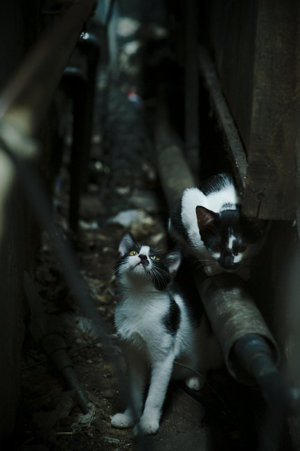 开云体育APP下载-体育新闻中心发布体育短视频创作者扶持政策，创意体育短视频