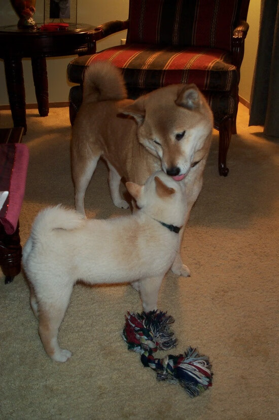 俱乐部青训激励机制尚未建立,怎么算本俱乐部青训