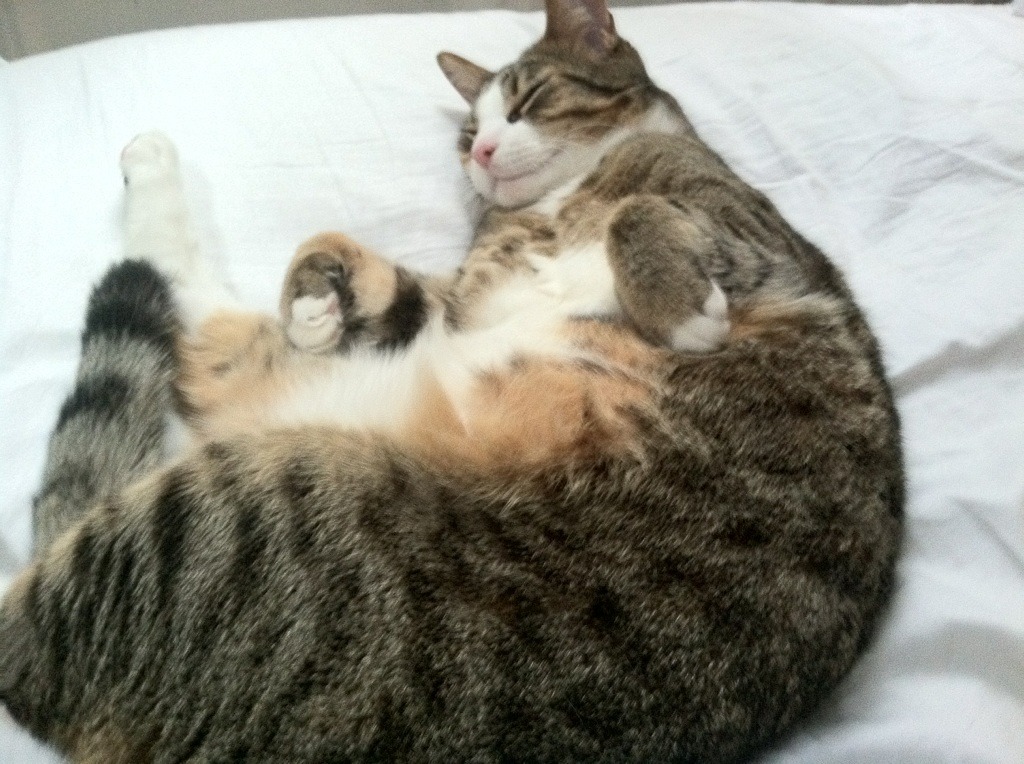 朗斯积极轮换保障整体体能储备