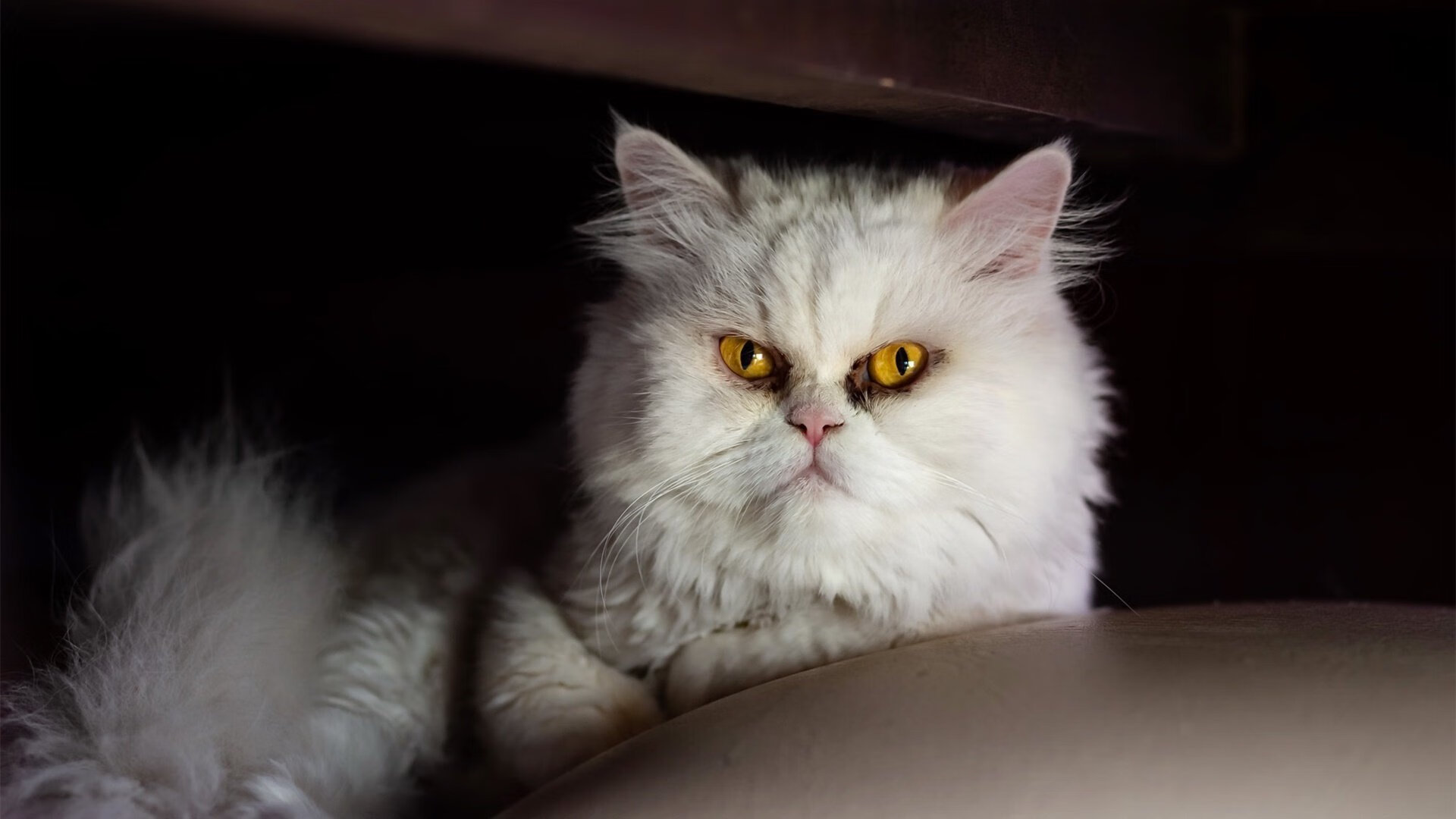 欧联杯抽签出炉,德甲球队对手不容小觑,欧联杯小组赛抽签直播