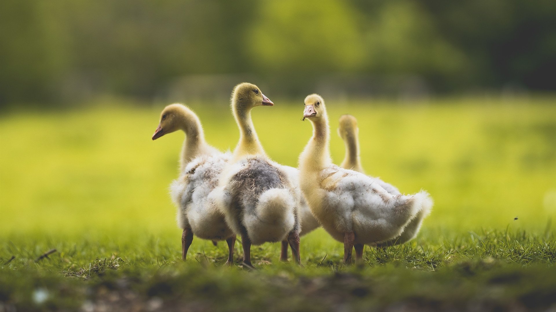 澳大利亚队团队赛制的最大亮点:如何在团体配合中找到突破口,澳大利亚队在这个项目当中拿到铜牌