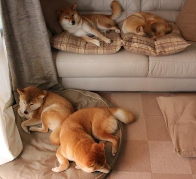 瑞典队乒乓球战术:快速发球与远台进攻结合,瑞典乒乓球国家队