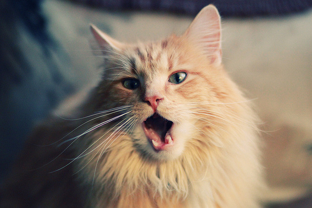 kaiyun体育app-职业教练人才储备未形成系统梯队，《教练员职业素养》