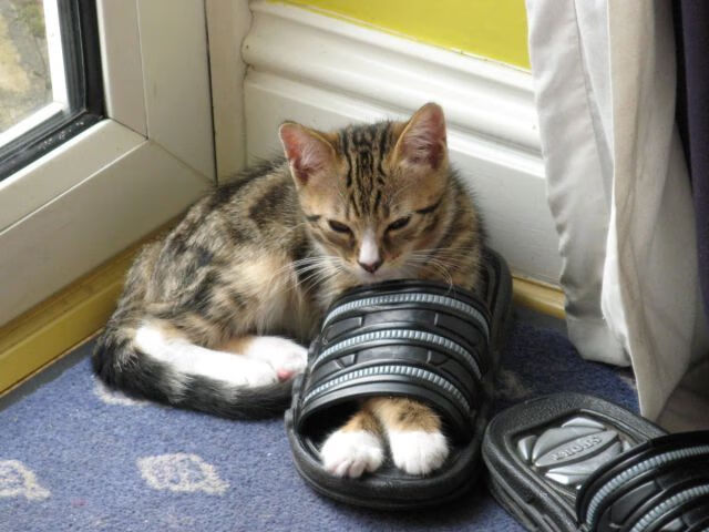 联赛排名变化对欧冠资格分配影响几何,联赛晋级欧冠规则