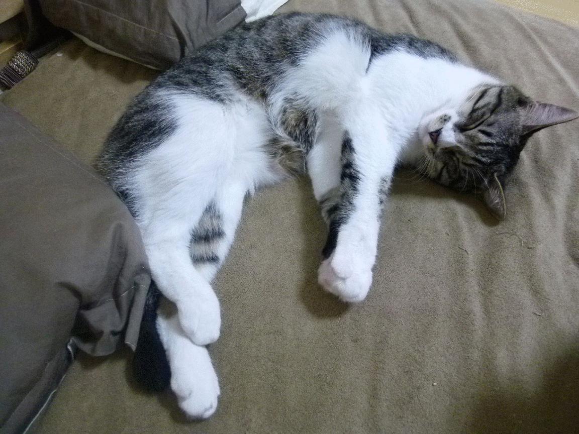 KAIYUNAPP-都灵中场厚度保障防线稳定性，都灵主场球衣