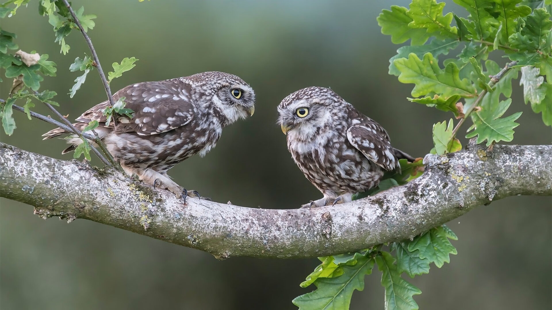 开云全站下载-女子4×200米自由泳接力中国队表现抢眼，女子4×200米自由泳接力比赛时间